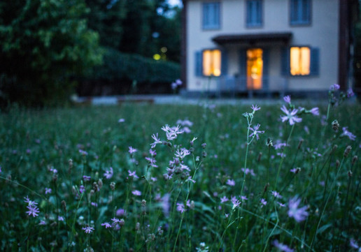 Particolare di giardino casalingo